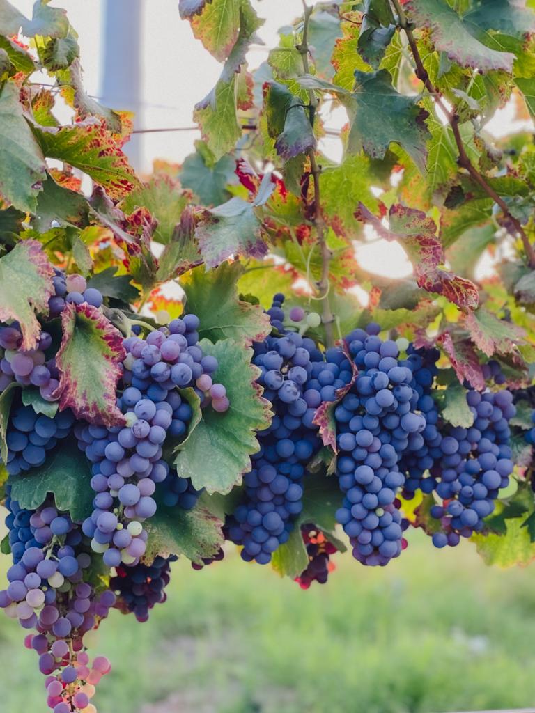Uva Syrah Cinco Grandes