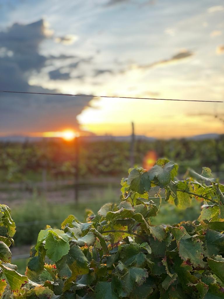 Atardecer viña dolores aguascalientes